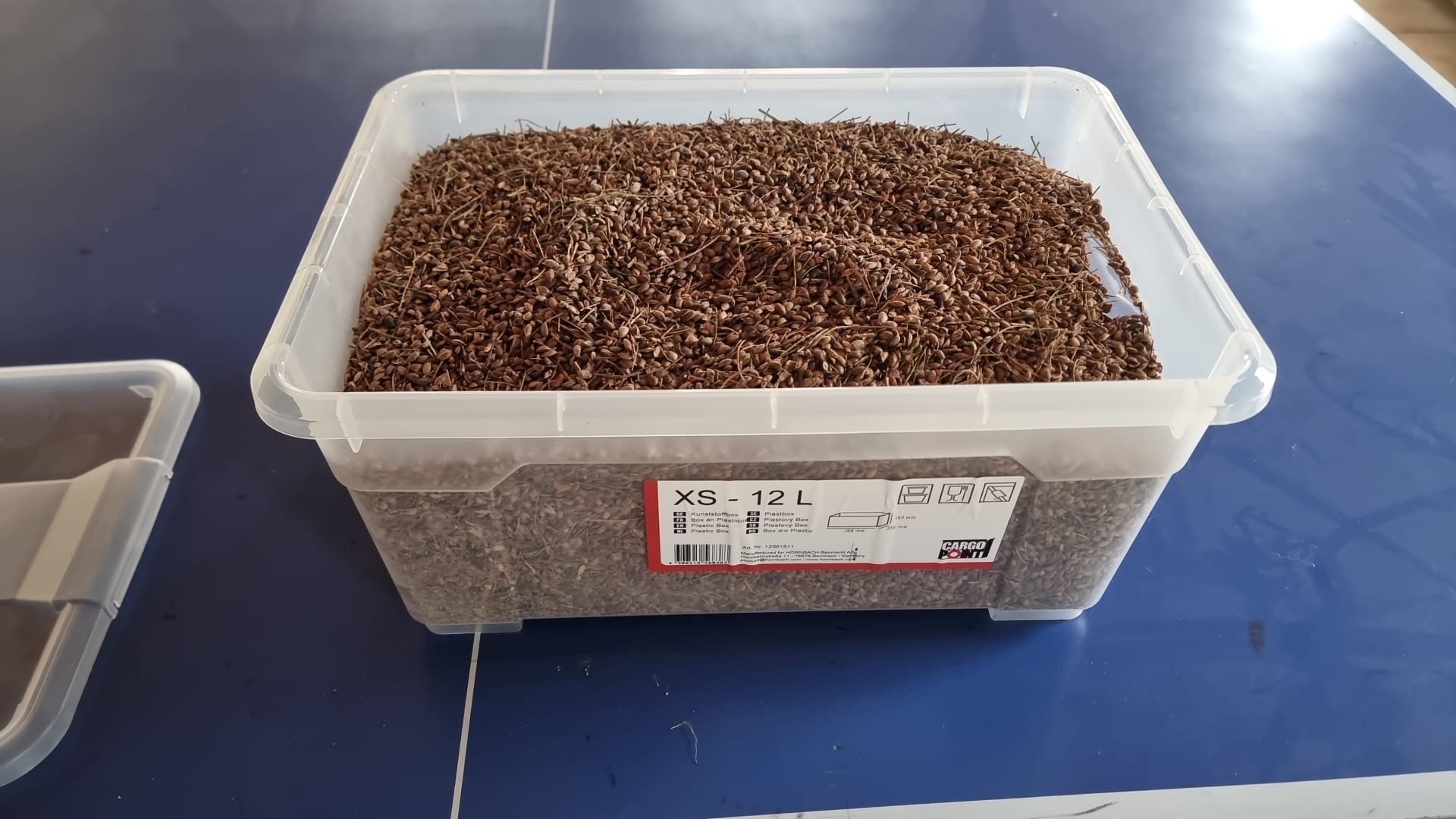 Pinus Strobus Weymouthskiefer